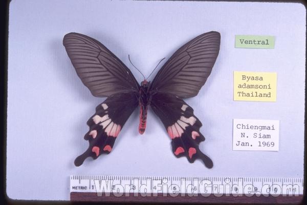 Male - Ventral<br>(Origin of the Specimen: Chiengmai, Siam, Jan 1969)