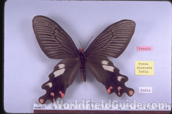 Female - Dorsal<br>(Origin of the Specimen: India)
