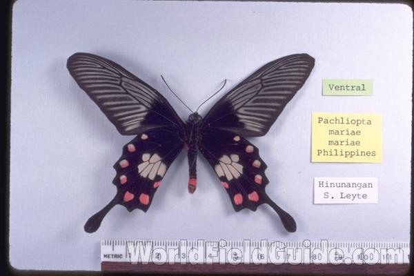 Male - Ventral<br>(Origin of the Specimen: Hinunangan, S Leyte, Philippines)