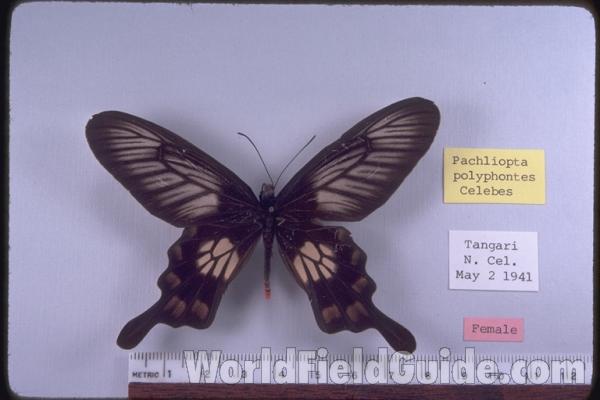 Female - Dorsal<br>(Origin of the Specimen: Tangari, Celebes, 1941)