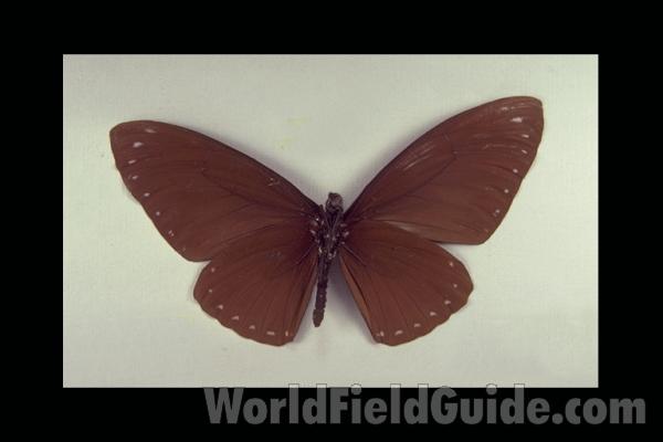 Male - Ventral<br>(Origin of the Specimen: India)