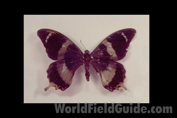 Male - Dorsal<br>(Origin of the Specimen: Morobe, Papua)