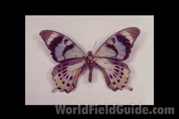 Male - Ventral<br>(Origin of the Specimen: Morobe, Papua)