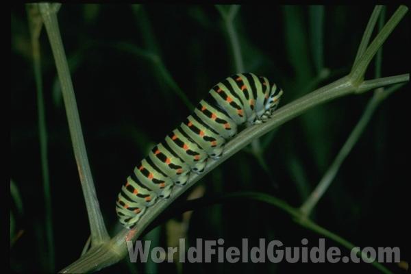 Larvae<br>(Location of Picture: Germany, Europe)