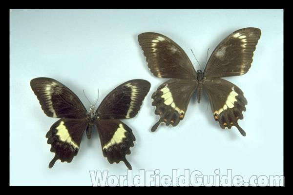 Pair - Dorsal<br>(Origin of the Specimen: Guadalcanal, Solomon)