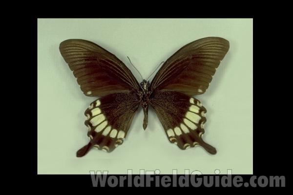 Male - Ventral<br>(Origin of the Specimen: Thailand)