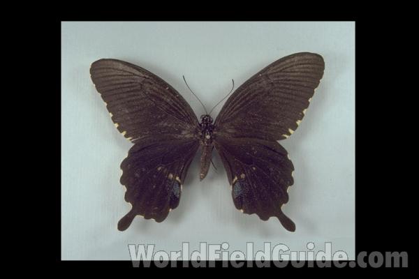 Female - Black Aberation - Dorsal<br>(Origin of the Specimen: Taiwan)