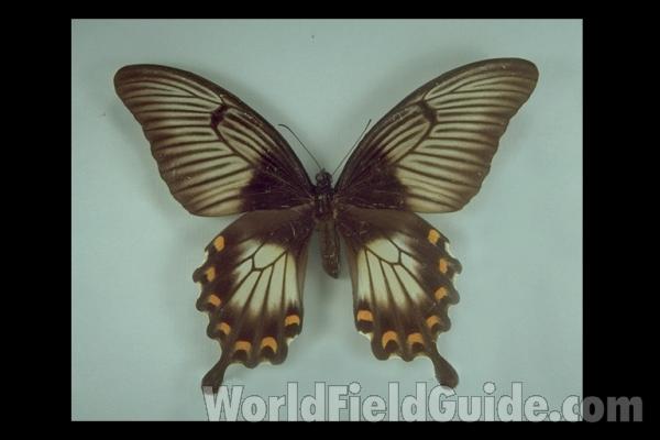 Female - Dorsal<br>(Origin of the Specimen: Celebes)