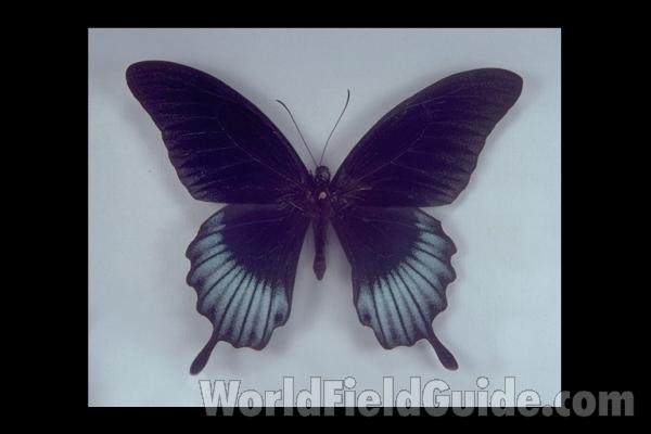 Male - Dorsal<br>(Origin of the Specimen: Palawan, Philippines)