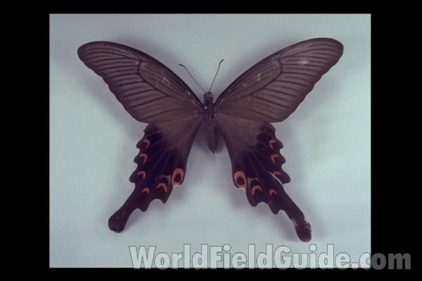 Female - Dorsal<br>(Origin of the Specimen: Japan)