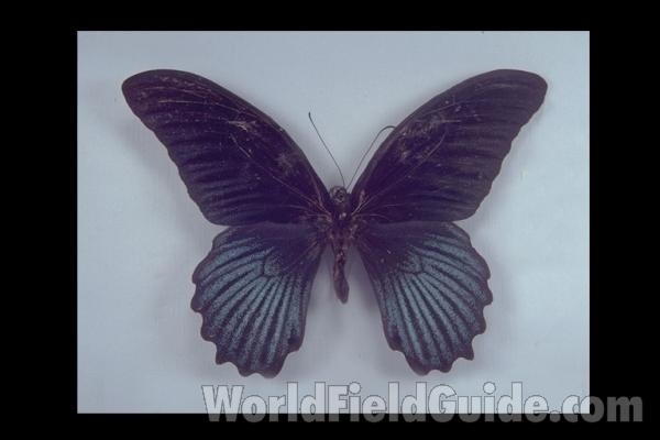 Male - Dorsal<br>(Origin of the Specimen: Taiwan)
