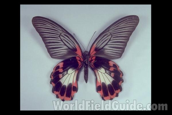 Female - Rumanzovia - Ventral<br>(Origin of the Specimen: Philippines)