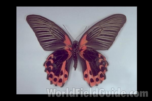 Female - Semperi - Ventral<br>(Origin of the Specimen: Philippines)