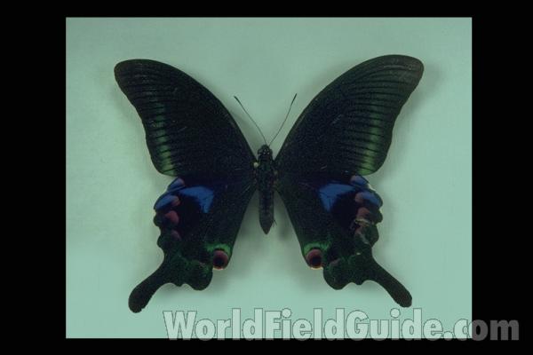 Male - Dorsal<br>(Origin of the Specimen: India)