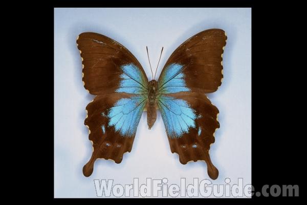 Female<br>(Origin of the Specimen: New Caledonia)