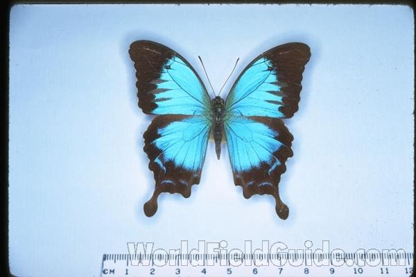 Female<br>(Origin of the Specimen: New Caledonia)<br>(Origin of the Specimen: New Caledonia)
