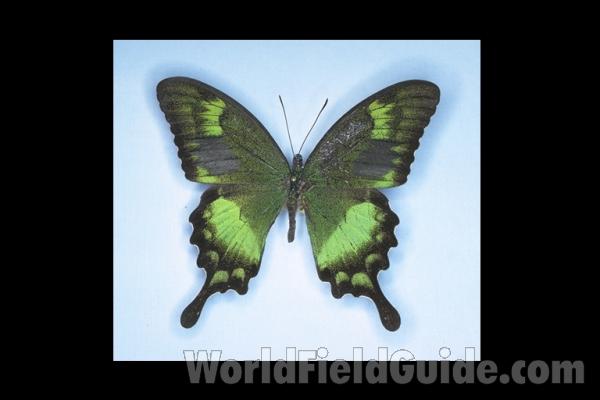 Male - Ventral View<br>(Origin of the Specimen: Sumba, May 1984)<br>(Origin of the Specimen: Sumba)