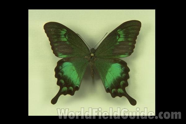 Male - Ventral View<br>(Origin of the Specimen: Sumba, May 1984)<br>(Origin of the Specimen: Sumba)<br>(Origin of the Specimen: Sumba)