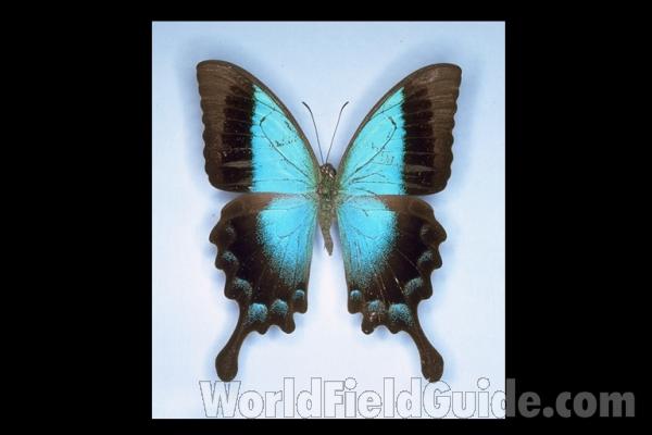 Male - Ventral View<br>(Origin of the Specimen: Bali, December 212)<br>(Origin of the Specimen: Timor)
