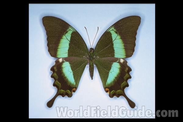 Female - Ventral View<br>(Origin of the Specimen: Negros, Philippines, Nov. 2001)<br>(Origin of the Specimen: Philippines)