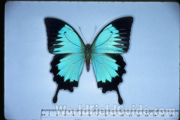 Female - Vetnral View<br>(Origin of the Specimen: Kuranda, Queensland, Australia)<br>(Origin of the Specimen: Australia)<br>(Origin of the Specimen: Australia)<br>(Origin of the Specimen: Australia)