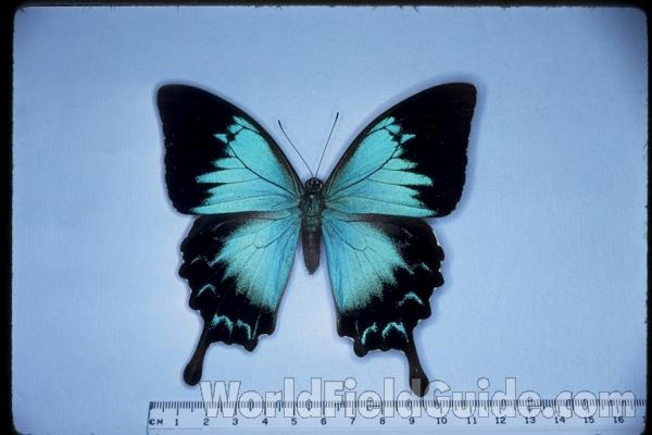 Female - Vetnral View<br>(Origin of the Specimen: Kuranda, Queensland, Australia)<br>(Origin of the Specimen: Australia)<br>(Origin of the Specimen: Australia)