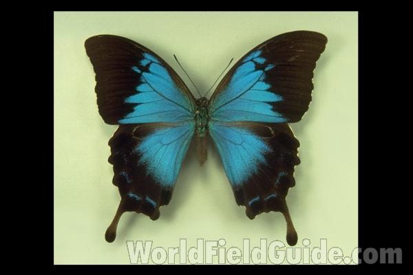 Female - Vetnral View<br>(Origin of the Specimen: Kuranda, Queensland, Australia)<br>(Origin of the Specimen: Australia)