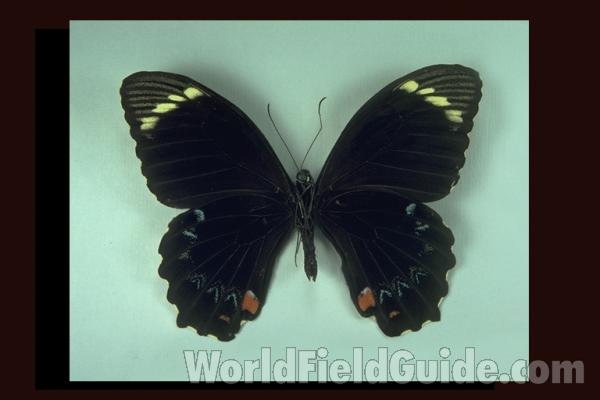 Male - Ventral<br>(Origin of the Specimen: Tapini, Se Papua)