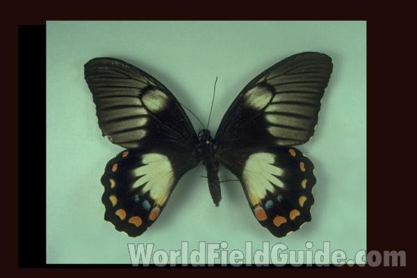 Female Leporina - Dorsal<br>(Origin of the Specimen: Tapini, Se Papua)