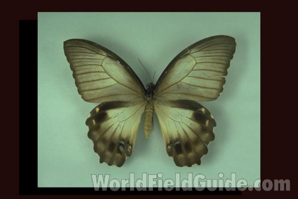 Female Amanga - Dorsal<br>(Origin of the Specimen: Dutch New Guinea)