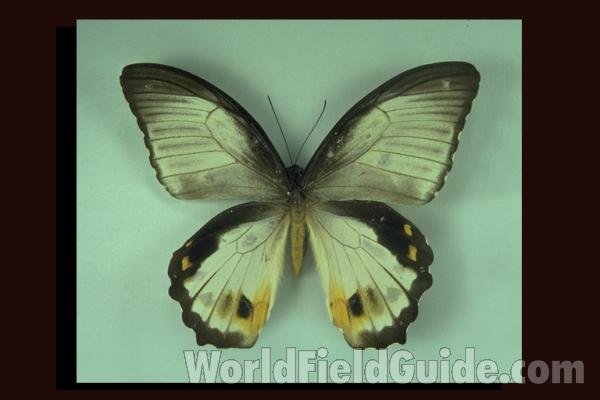 Female Onesimus - Dorsal<br>(Origin of the Specimen: Stanley Mts, Papua)