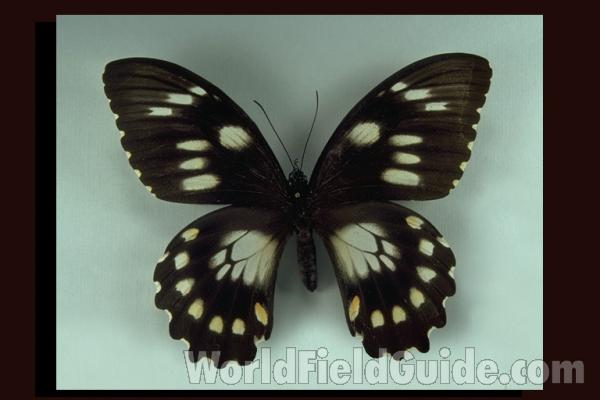 Female - Dorsal<br>(Origin of the Specimen: Kola Ridge, Solomons)