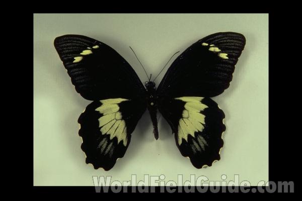 Male - Dorsal<br>(Origin of the Specimen: Ceram)