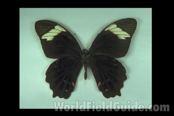 Male - Ventral<br>(Origin of the Specimen: Sunda)