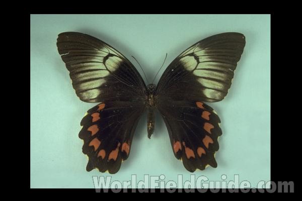 Female - Dorsal<br>(Origin of the Specimen: Tanimbar)