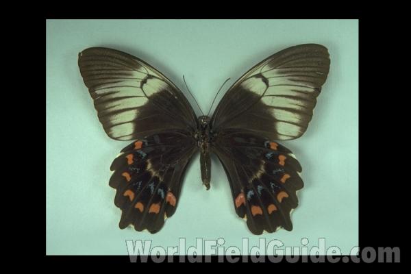 Female - Ventral<br>(Origin of the Specimen: Sunda)