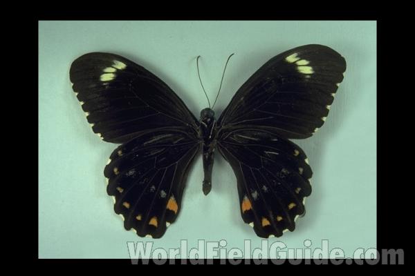 Male - Ventral<br>(Origin of the Specimen: Guadalcanal)