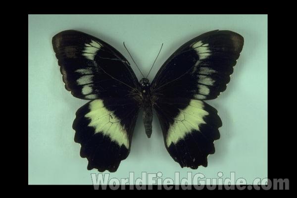 Male - Dorsal<br>(Origin of the Specimen: Buin, Bouganville)