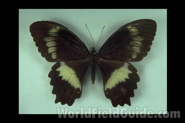 Female - Dorsal<br>(Origin of the Specimen: No Location Given)