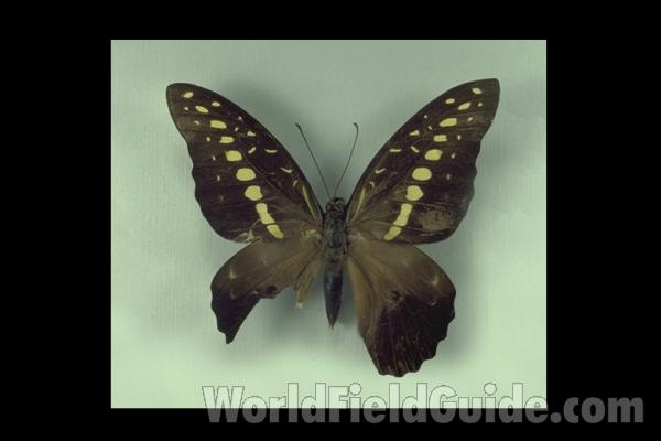 Male - Dorsal<br>(Origin of the Specimen: Guadalcanal, Solomon)