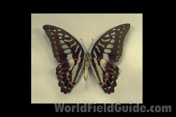 Male - Ventral<br>(Origin of the Specimen: Celebes)