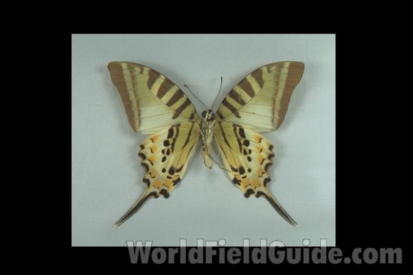 Male - Ventral<br>(Origin of the Specimen: Palawan, Philippines)