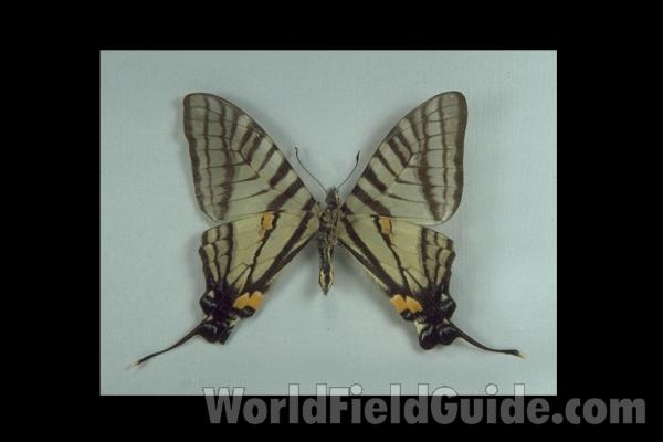 Male - Ventral<br>(Origin of the Specimen: Taiwan)