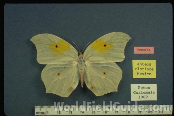 Female - Dorsal<br>(Origin of the Specimen: Guatemala)