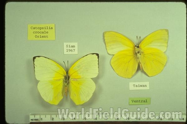 Male - Dorsal and Ventral<br>(Origin of the Specimen: Thailand And Taiwan)