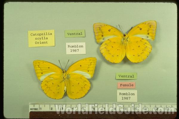Pair - Ventral<br>(Origin of the Specimen: Romblon, Philippines)