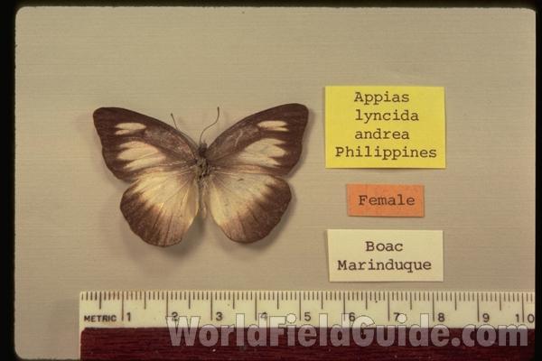 Female - Dorsal<br>(Origin of the Specimen: Boac, Philippines)