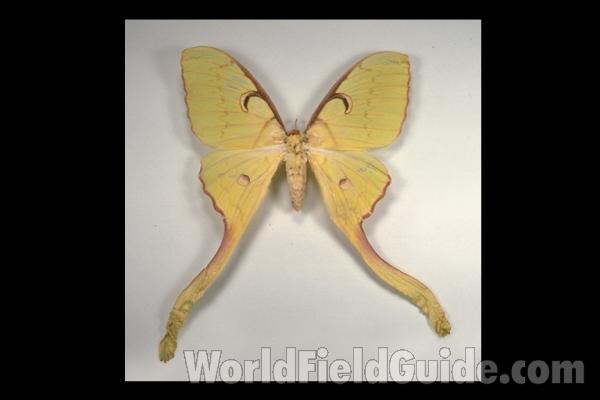 Female - Dorsal<br>(Origin of the Specimen: India)