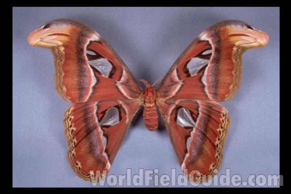 Female - Dorsal<br>(Origin of the Specimen: Taiwan)