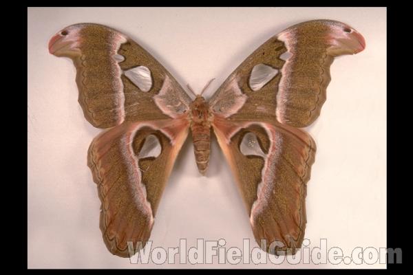 Female - Dorsal<br>(Origin of the Specimen: Philippines)